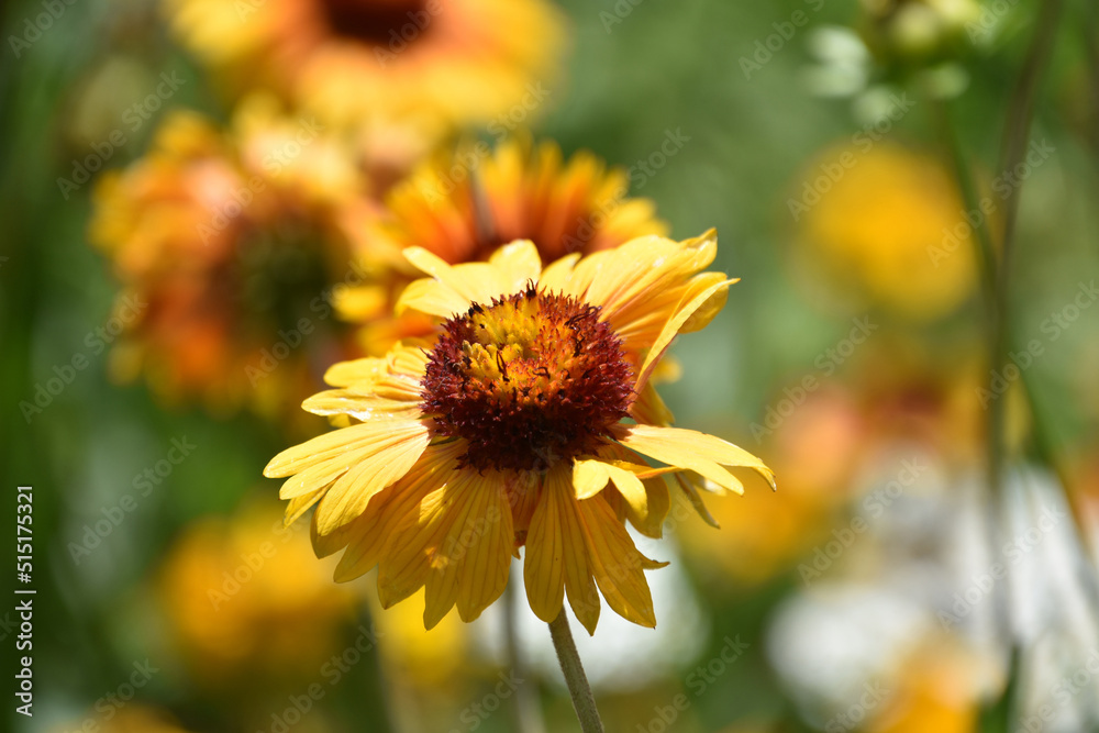 Terrific Yellow Gallardia Blossom in the Summer Terrific Yellow Gallardia Blossom in the Summer
