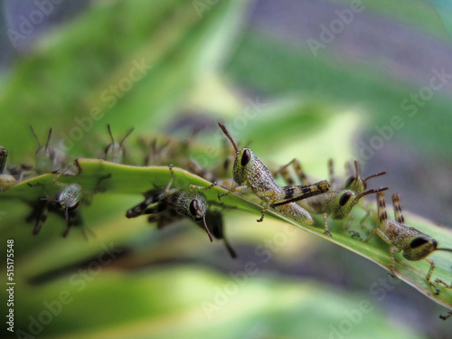 close-up of grasshopper colony on leaf © Indra