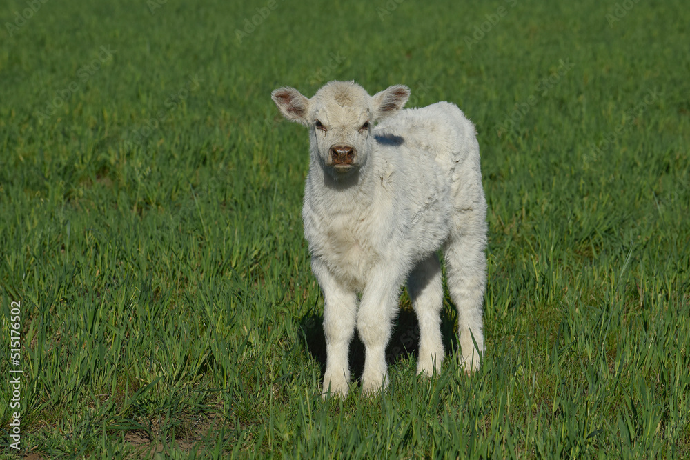 White Shorthorn calf , in Argentine countryside, La Pampa province, Patagonia, Argentina. White Shorthorn calf , in Argentine countryside, La Pampa province, Patagonia, Argentina.