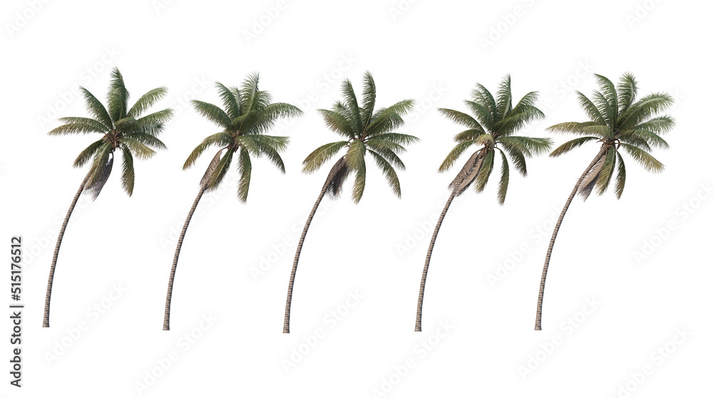 Palm trees on a white background. Palm trees on a white background.