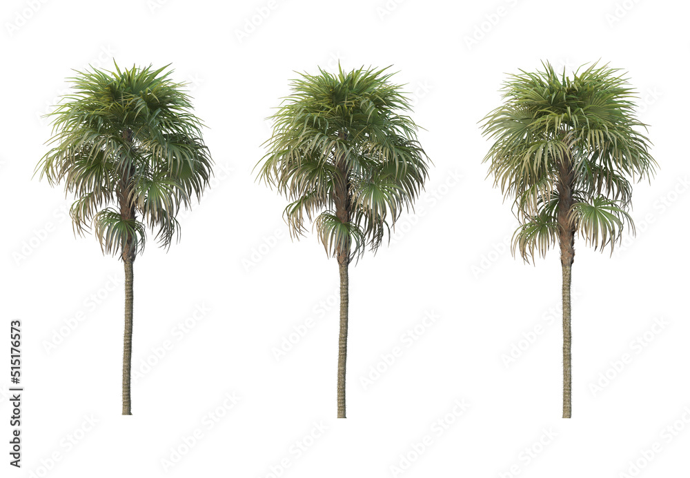 Fototapeta premium Palm trees on a white background.