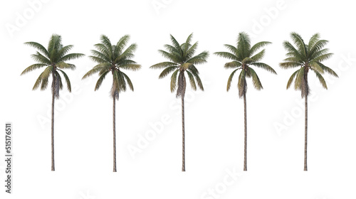 Palm trees on a white background.
