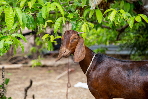 Brown Indian goat tied up in a farm © Tiby