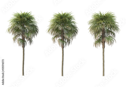 Palm trees on a white background. © jomphon