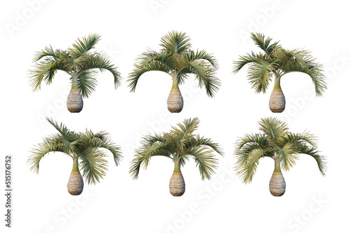 Palm trees on a white background.