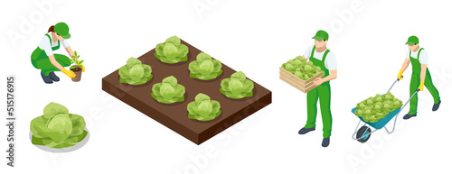 Isometric cabbage field. Ripe harvest on a Farm or Greenhouse. Agricultural cultivation of cabbage on the farm or in the field. Farmers grow cabbage and harvest.