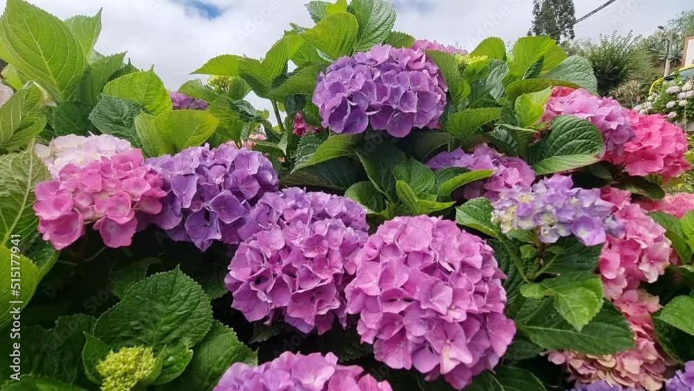 Nice shot of hydrangea flowers, shot made in 4k and located in Villa de Moya, Gran Canaria, Canary Islands. Hydrangea macrophylla.
Nice shot of hydrangea flowers, shot made in 4k and located in Villa de Moya, Gran Canaria, Canary Islands. Hydrangea macrophylla.