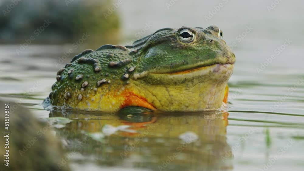Closeup Shot Of African Bullfrog Sitting Peacefully In A Shallow Pond In Central Kalahari Wildlife Reserve, Botswana. - Selective Focus Closeup Shot Of African Bullfrog Sitting Peacefully In A Shallow Pond In Central Kalahari Wildlife Reserve, Botswana. - Selective Focus