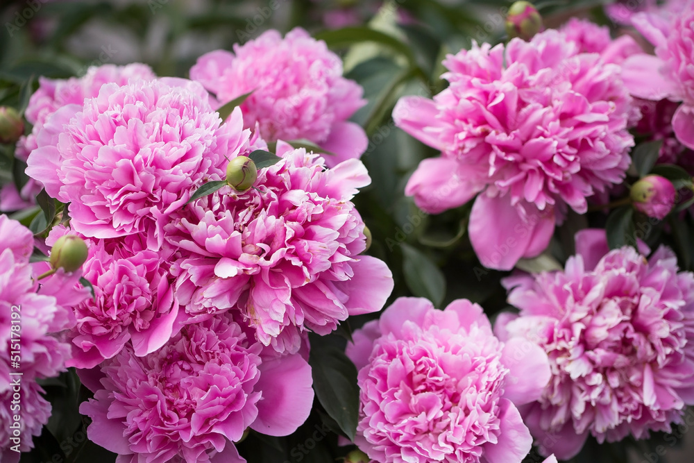 Bush with flowers of pink peonies in the garden in sunlight Bush with flowers of pink peonies in the garden in sunlight