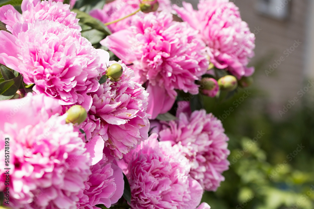 Bush with flowers of pink peonies in the garden in sunlight Bush with flowers of pink peonies in the garden in sunlight