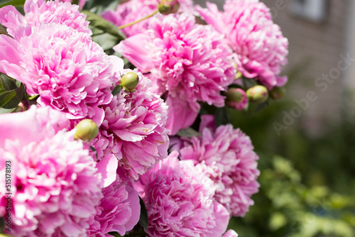 Bush with flowers of pink peonies in the garden in sunlight