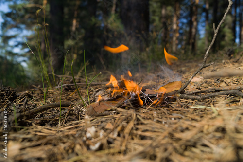 A fire broke out in the woods from an abandoned cigarette butt by a careless man. Wildfire. The threat of the spread of fire and the destruction of the wild forest. Selective focus