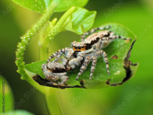 close-up of spider eating the others