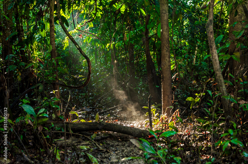 sunlight in deep unexplored tropical amazonian rainforest - Reserva ...