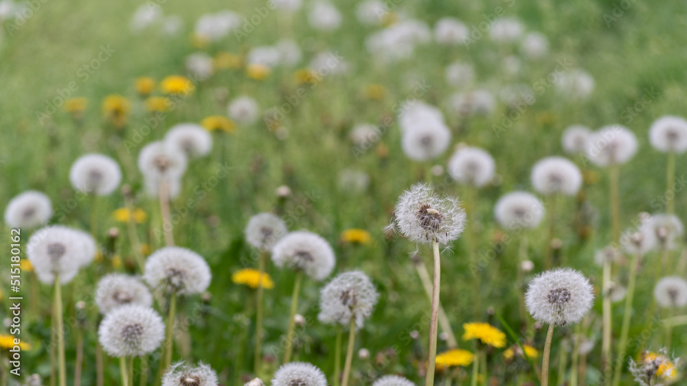 Field with dandelions in selective focus, wildflower in bloom