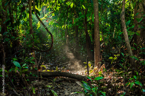 Billede på lærred sunlight in deep unexplored tropical amazonian rainforest  - Reserva nacional Pa
