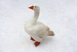 Red neb duck in front of snow background