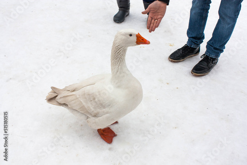 Red neb duck in front of snow background	
 photo