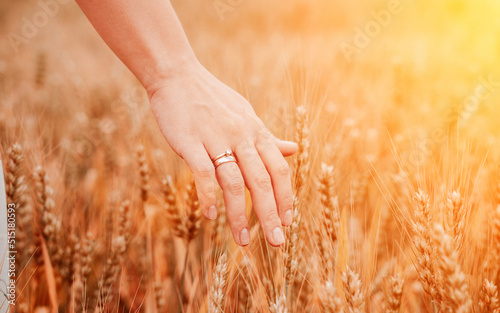 Hand wheat field. Young woman on cereal field touching ripe wheat spikelets by hand in sunset. Nature  summer holidays  agriculture concept.