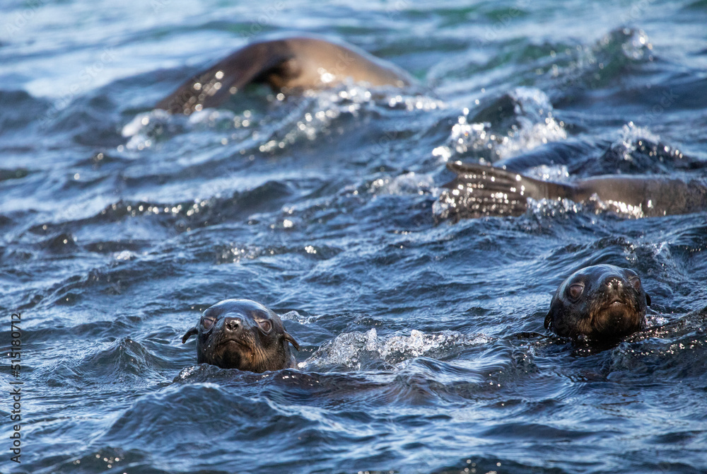 Fototapeta premium Seals poking their heads above the water at geyser and dyer island just meters off the coastline of the fynbos coast in South Africa, a place known as shark alley due to the presence of the great whit