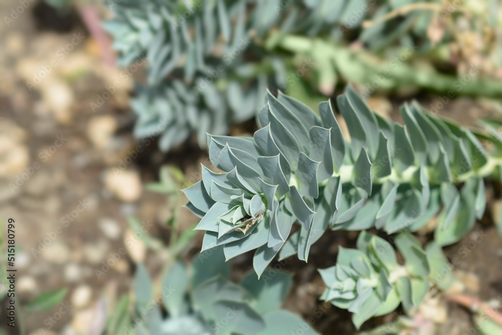 Fototapeta premium Myrtle spurge