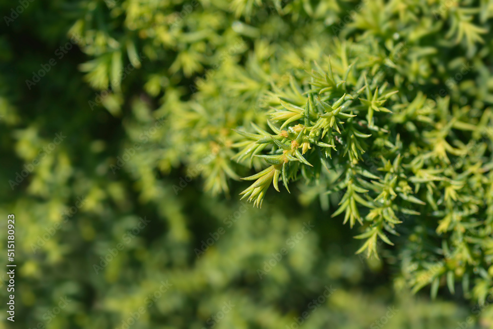 Japanese cedar Twinkle Toes Japanese cedar Twinkle Toes
