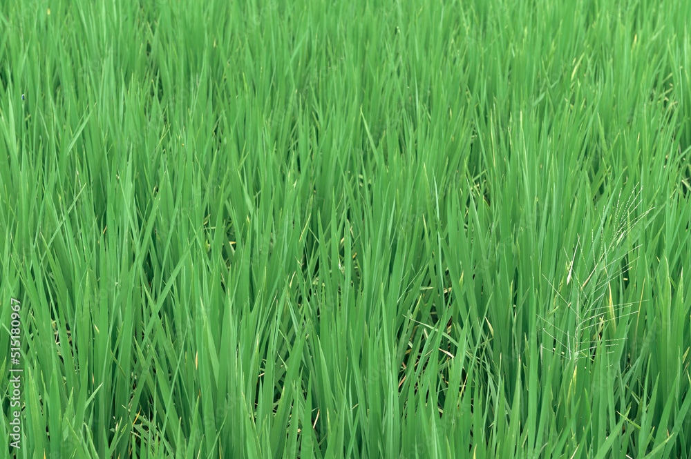 Obraz premium tropical leaves, abstract green leaves texture, nature background