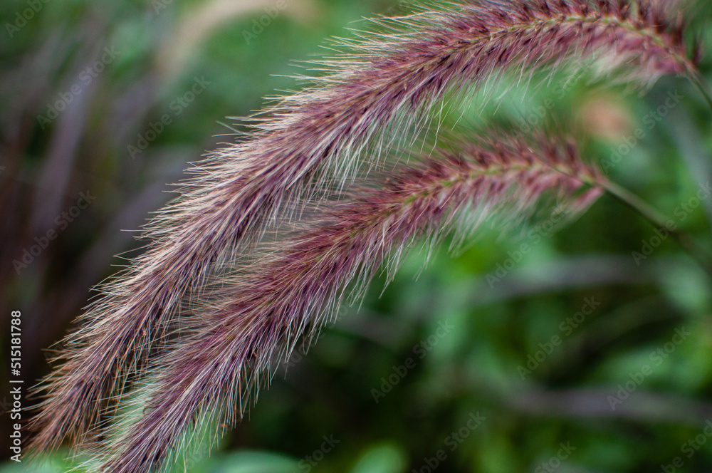 Pennisetum ornamental Japanese grass purple summer flowers and plants Pennisetum ornamental Japanese grass purple summer flowers and plants