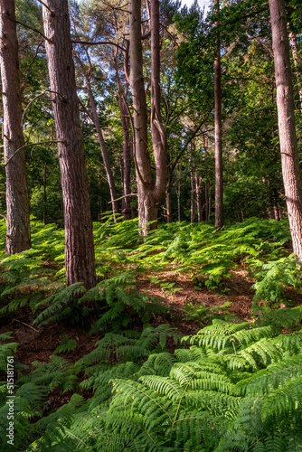 Woodland walk at Whitley Common, Surrey