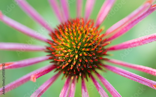 Echinacea Sonnenhut