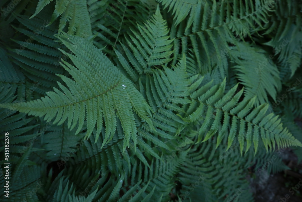 Green fern leaves as background Green fern leaves as background