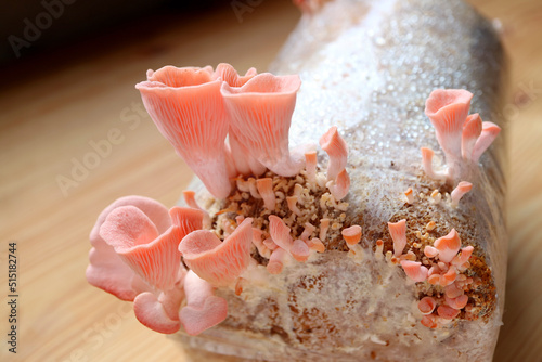 Closeup of Immature Pink Oyster Mushrooms Growing Out of Spawn Bag photo