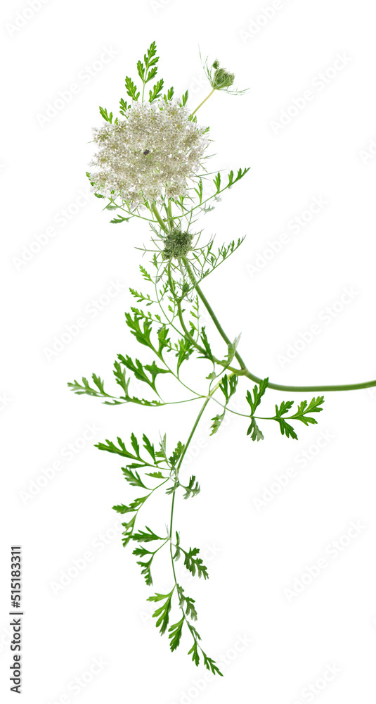 Wild carrot or Daucus carota, flowers isolated on white background. Medicinal herbal plant. Wild carrot or Daucus carota, flowers isolated on white background. Medicinal herbal plant.