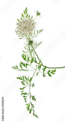 Wild carrot or Daucus carota  flowers isolated on white background. Medicinal herbal plant.