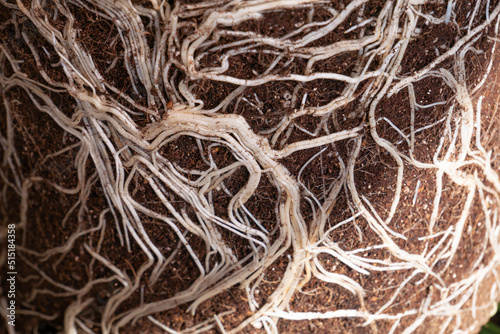 植木鉢から取り出した土の表面いっぱいの根っこ