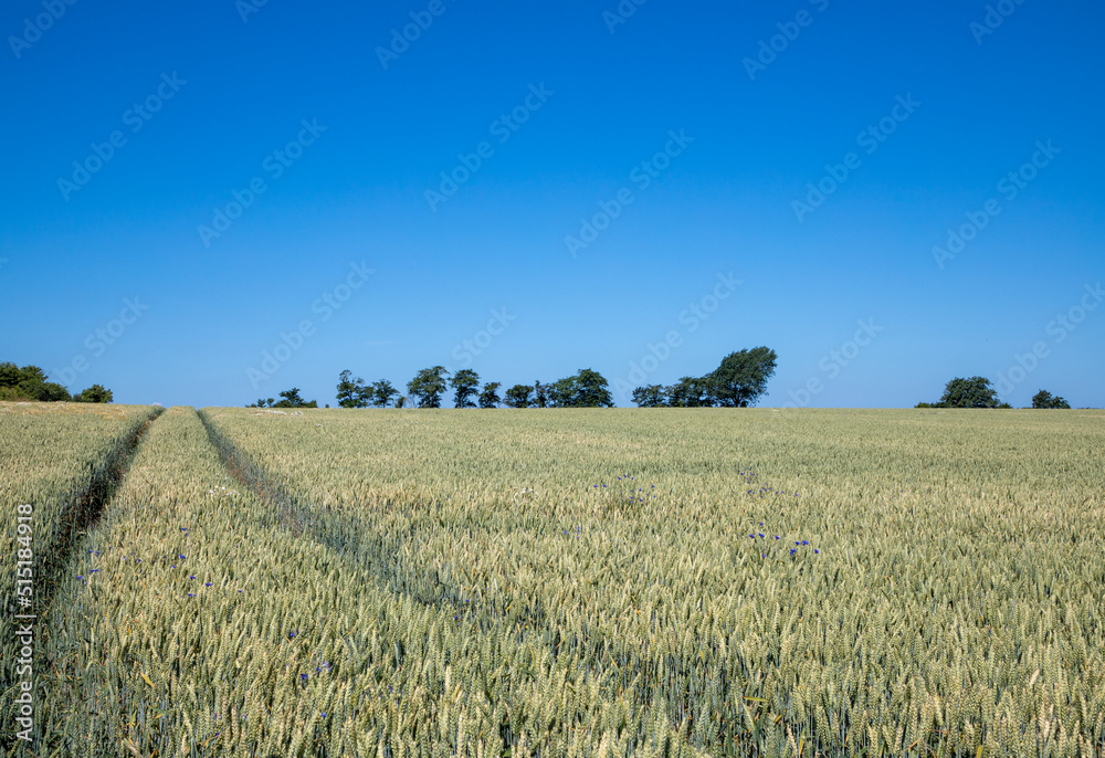 landscape of wheat field - harvest time landscape of wheat field - harvest time