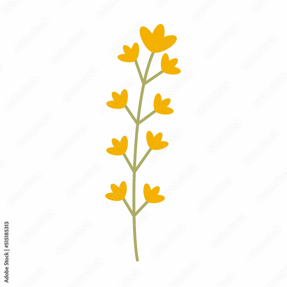 Thin twig with small yellow flowers. Botanical elements. Meadow, wildflowers and herbs. Hand drawn grass. Floral Herb Design elements. Spring botanical vector illustration 