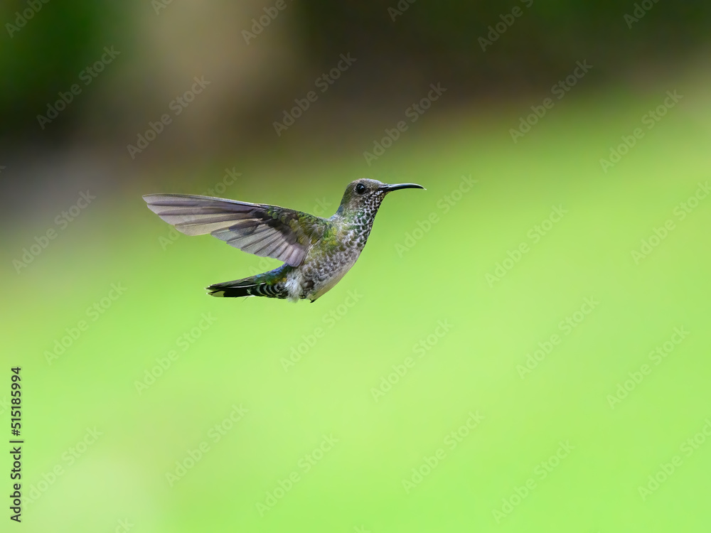 Obraz premium Female White-necked Jacobin flying against green background