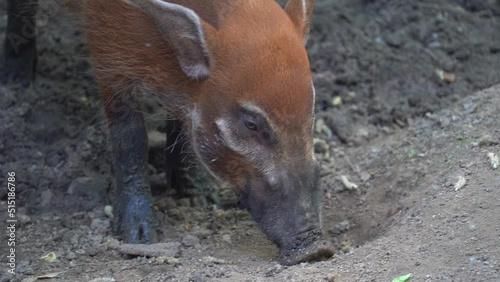 Red River Hog (Potamochoerus porcus) Forages in the Soil - Crop Shot