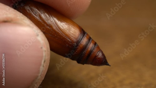 Brown Chrysalis Noctuidae Being Held By A Person's Hand. Macro Shot photo