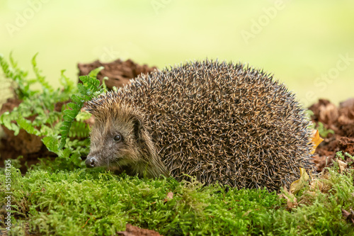 Hedgehog in Summer. Scientific name: Erinaceus Europaeus. Wild, native, European hedgehog in natural woodland habitat with ferns and green moss. Facing left. Close-up. Horizontal. Copy space.