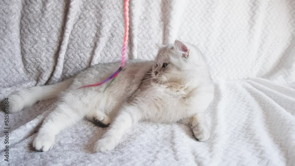 Light gray Scottish cat plays with colored toys. Funny kitten lies on the couch back up with outstretched paws.Games with animals. Light gray Scottish cat plays with colored toys. Funny kitten lies on the couch back up with outstretched paws.Games with animals.