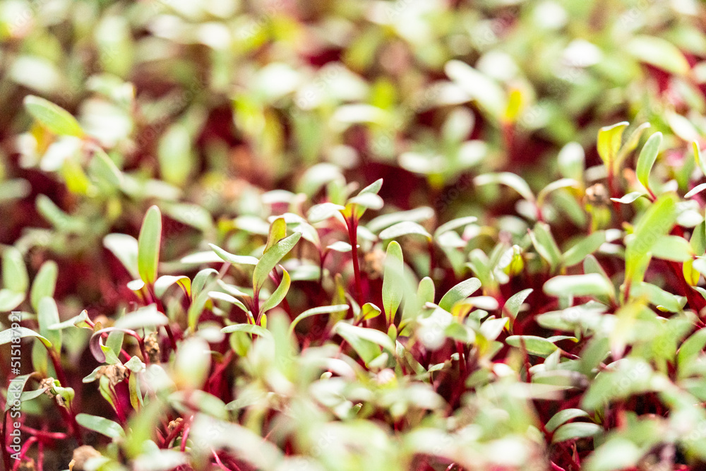 Radish microgreens Radish microgreens