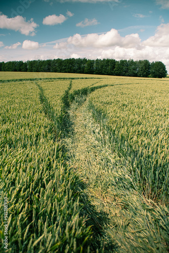 Landscape view of alien crop circle design in corn field, Avebury UK photo