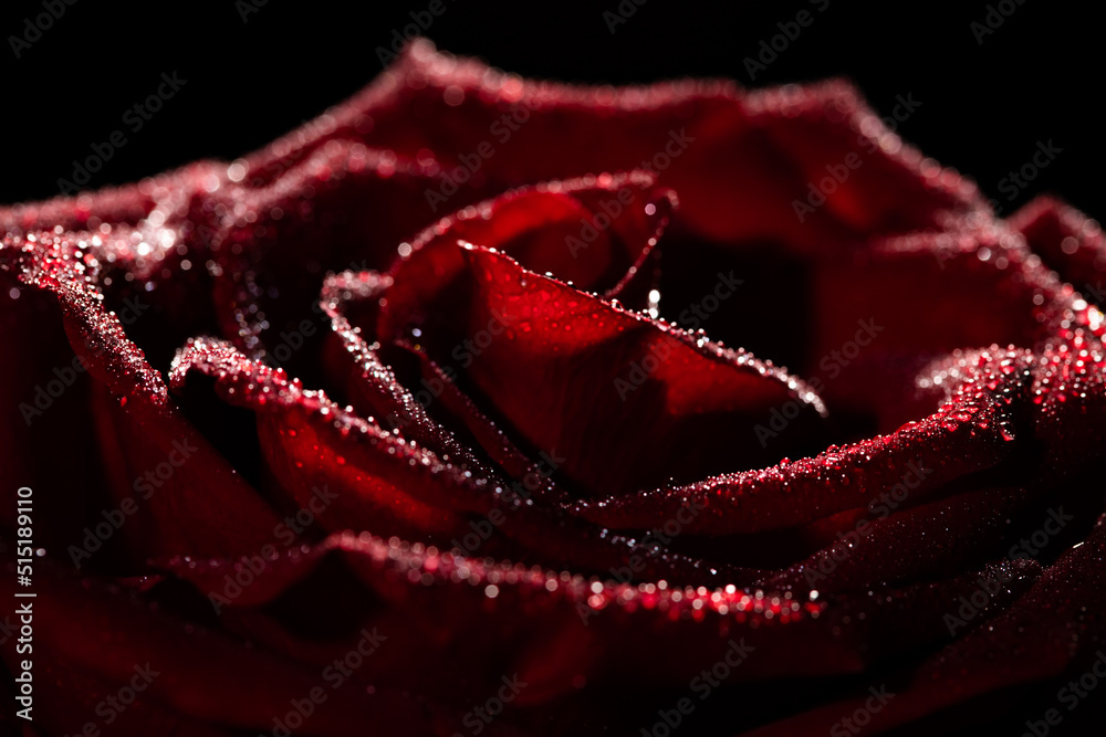 Blooming red rose bud in water drops on a black background Blooming red rose bud in water drops on a black background