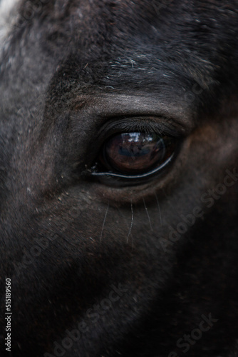 close up of a horse © Leon