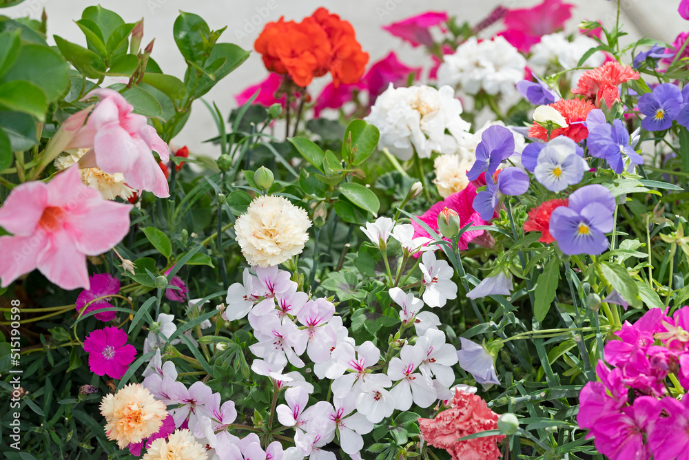Anual planter with red geranium and purple surfinia Anual planter with red geranium and purple surfinia