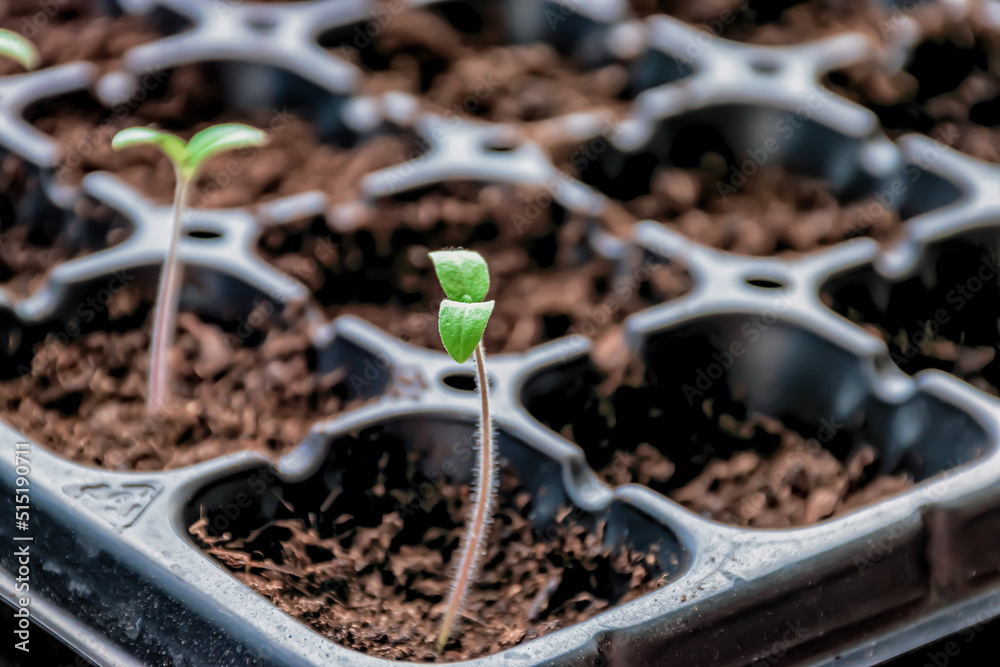 Tomato plant seedling growing in a cell.