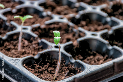 Obraz na płótnie Tomato plant seedling growing in a cell. w salonie