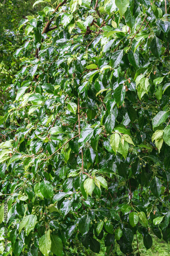 Wet leaves of tree with water drops after rain. Pattern and texture of wet foliage